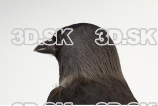 Jackdaw - Corvus monedula 0029